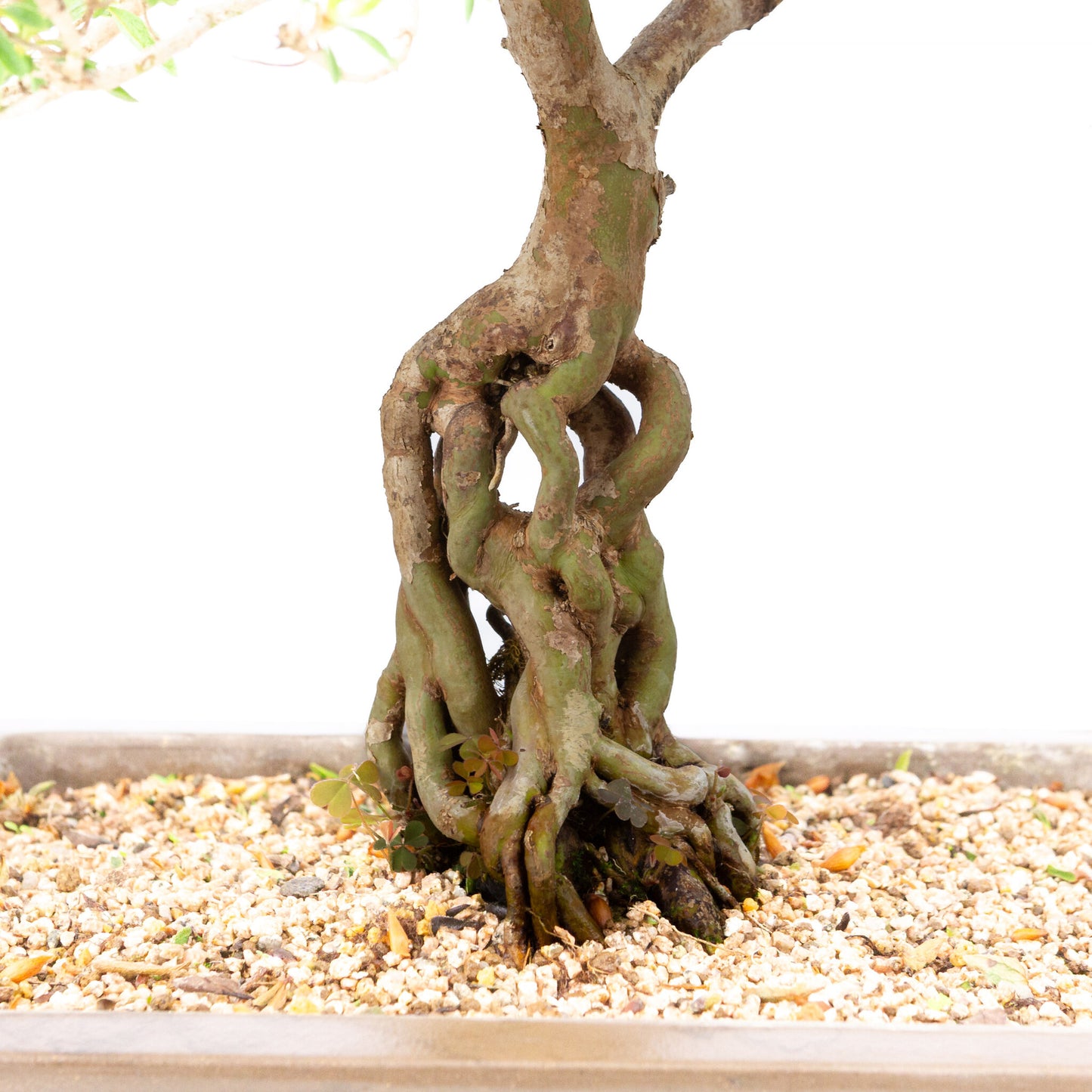 Buiten Bonsai Rhododendron indicum ongeglazuurde rechthoekige pot 32cm, hoogte ~53cm