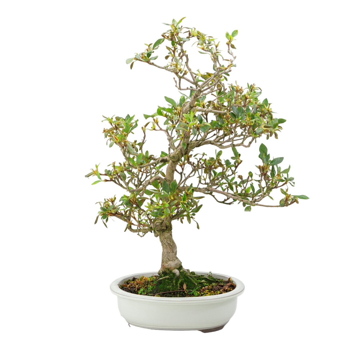 Buiten Bonsai Rhododendron indicum creme ovaal pot 23 cm, hoogte ~53 cm