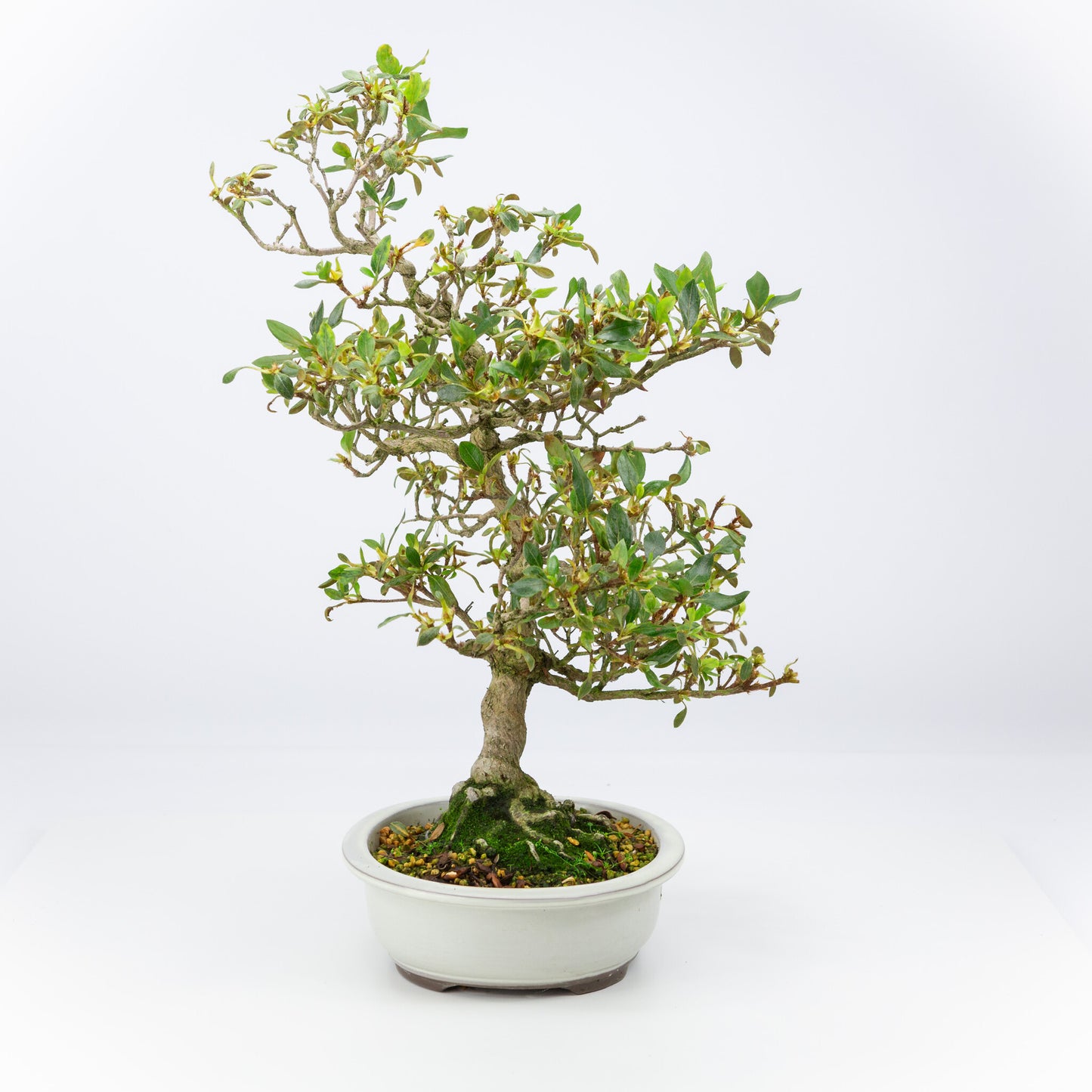 Buiten Bonsai Rhododendron indicum creme ovaal pot 23 cm, hoogte ~53 cm