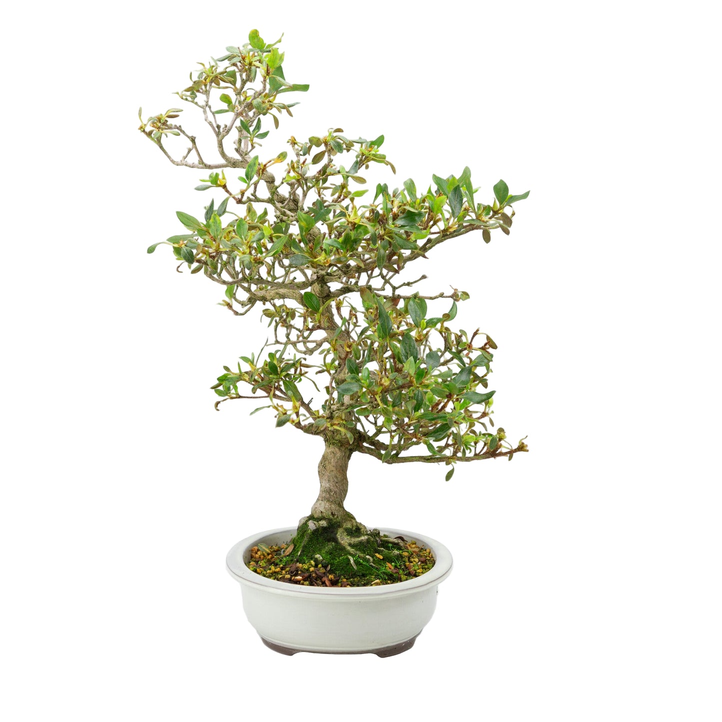 Buiten Bonsai Rhododendron indicum creme ovaal pot 23 cm, hoogte ~53 cm