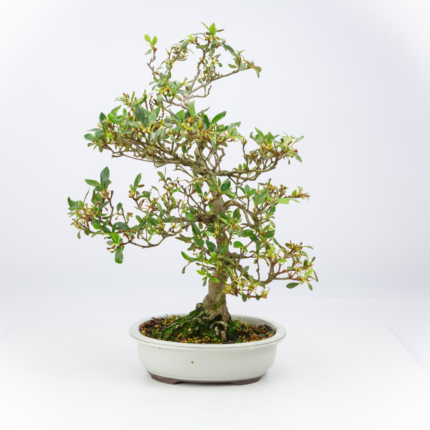 Buiten Bonsai Rhododendron indicum creme ovaal pot 23 cm, hoogte ~53 cm