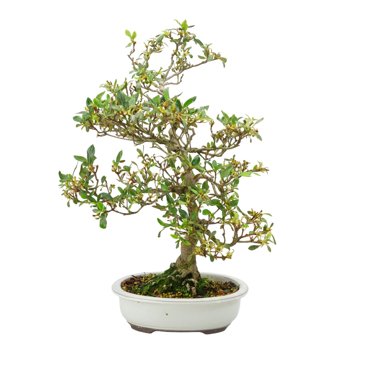 Buiten Bonsai Rhododendron indicum creme ovaal pot 23 cm, hoogte ~53 cm