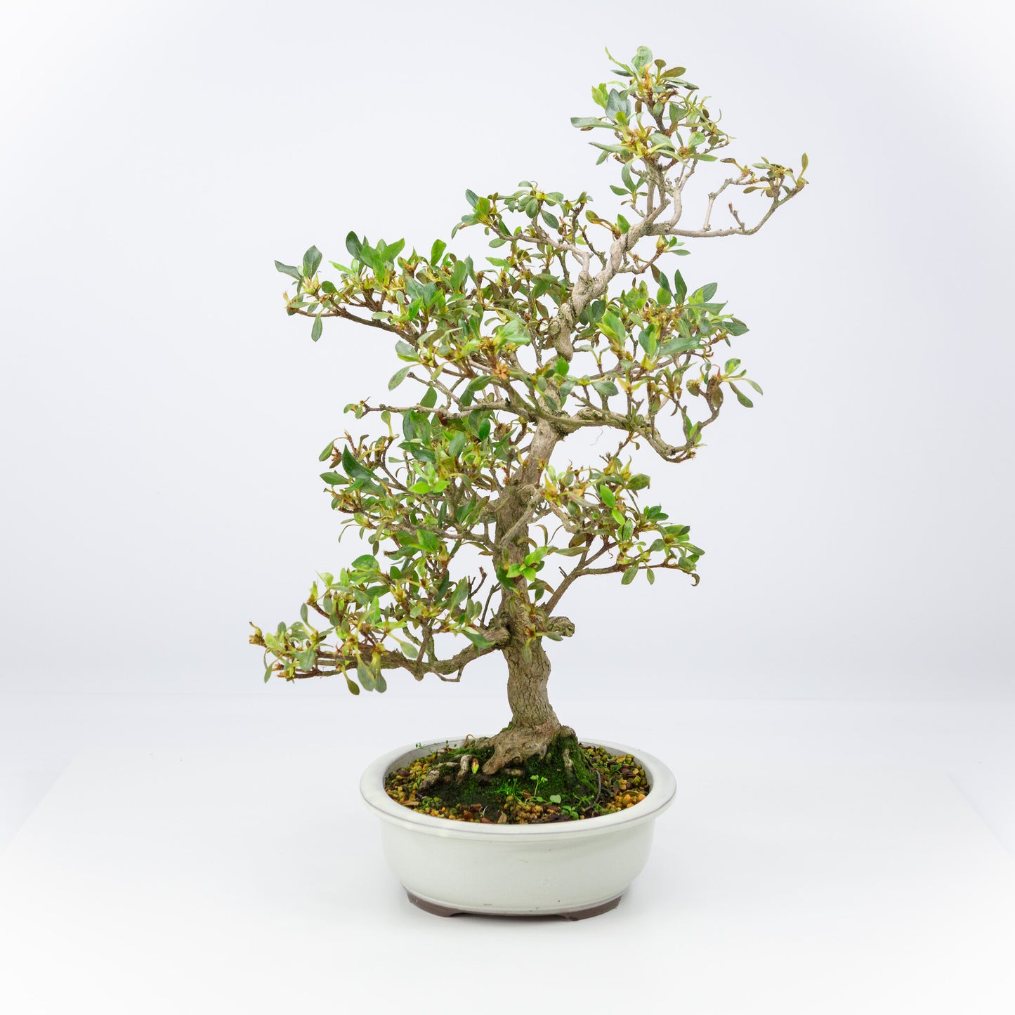 Buiten Bonsai Rhododendron indicum creme ovaal pot 23 cm, hoogte ~53 cm