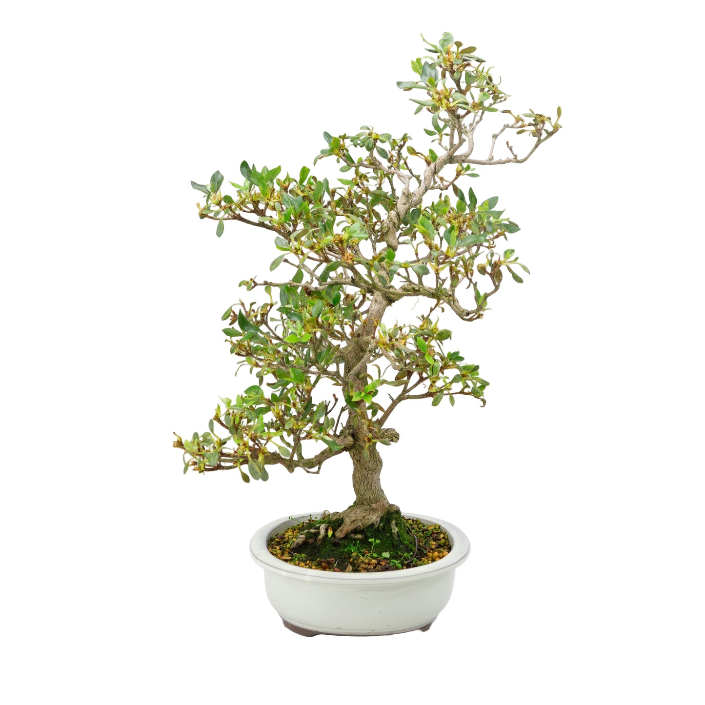 Buiten Bonsai Rhododendron indicum creme ovaal pot 23 cm, hoogte ~53 cm