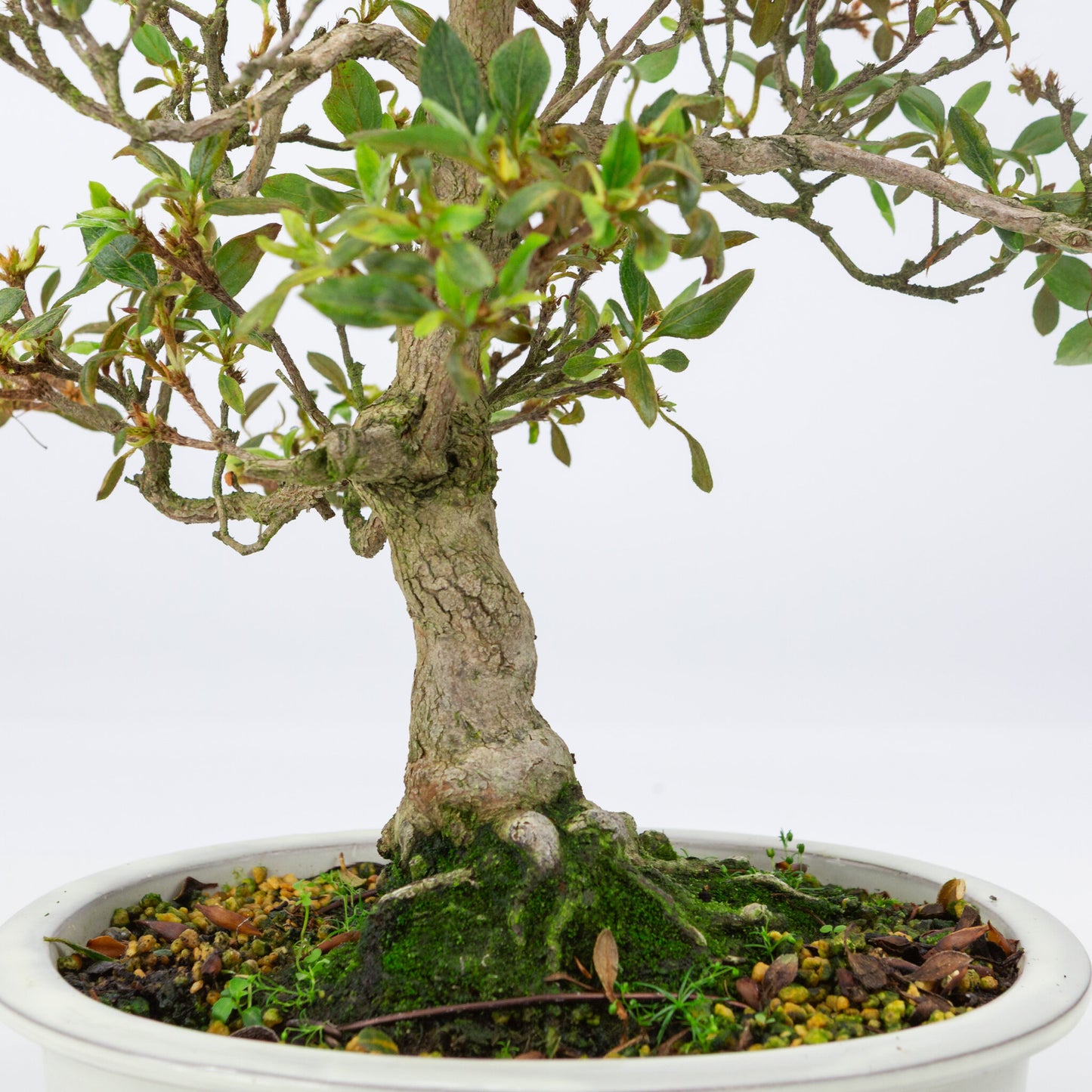 Buiten Bonsai Rhododendron indicum creme ovaal pot 23 cm, hoogte ~53 cm