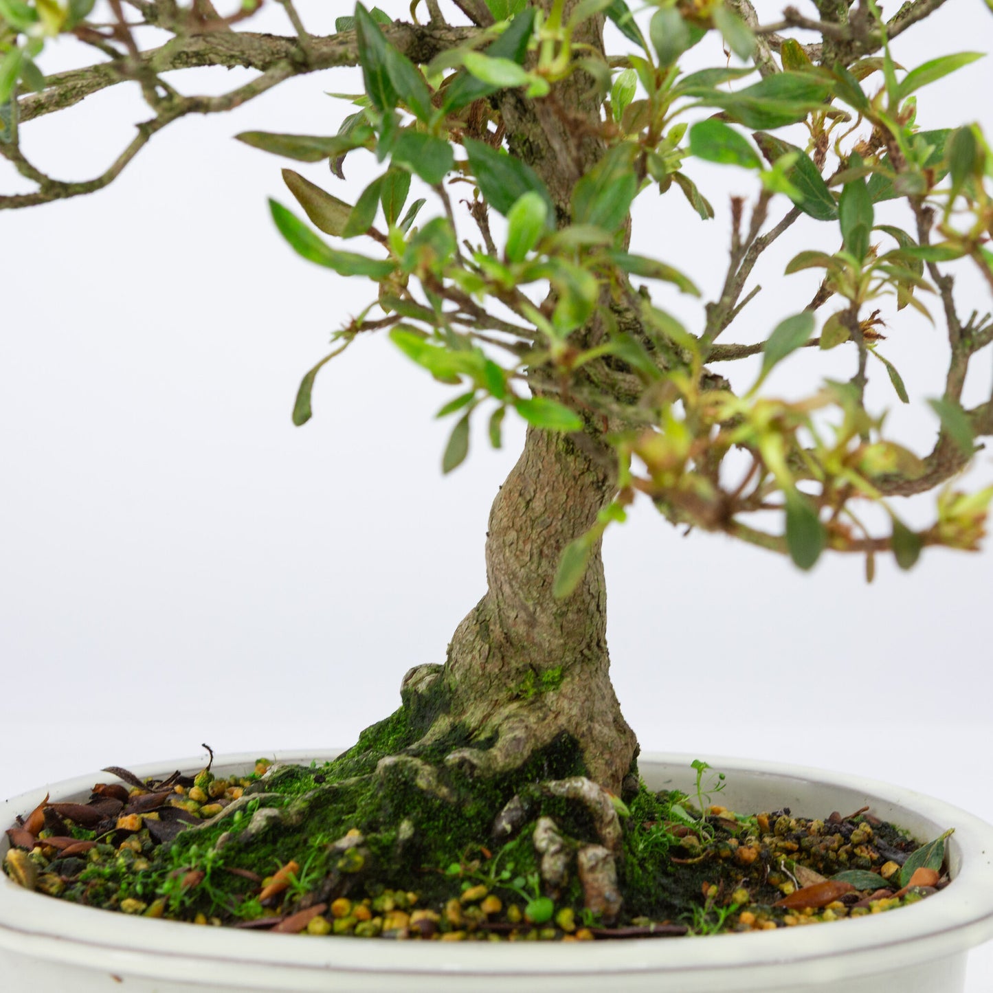 Buiten Bonsai Rhododendron indicum creme ovaal pot 23 cm, hoogte ~53 cm