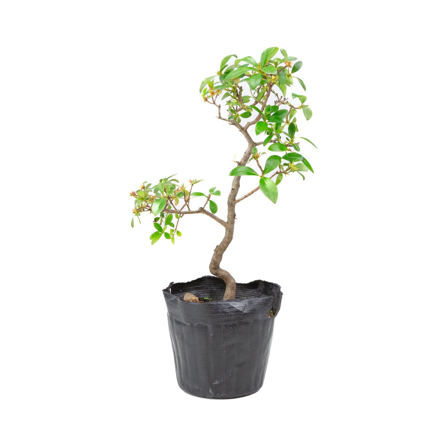 Buiten Bonsai Rhododendron indicum plastic pot 12 cm, hoogte ~36cm