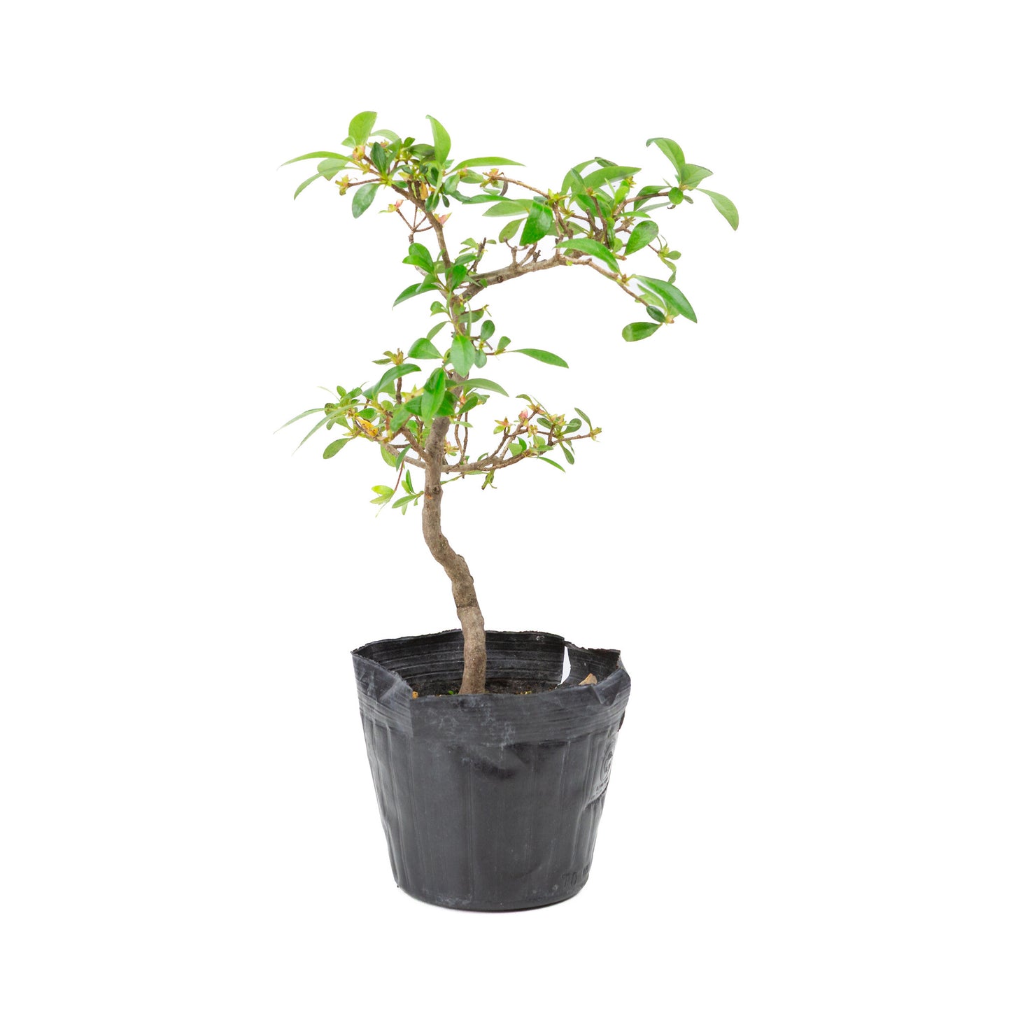 Buiten Bonsai Rhododendron indicum plastic pot 12 cm, hoogte ~36cm