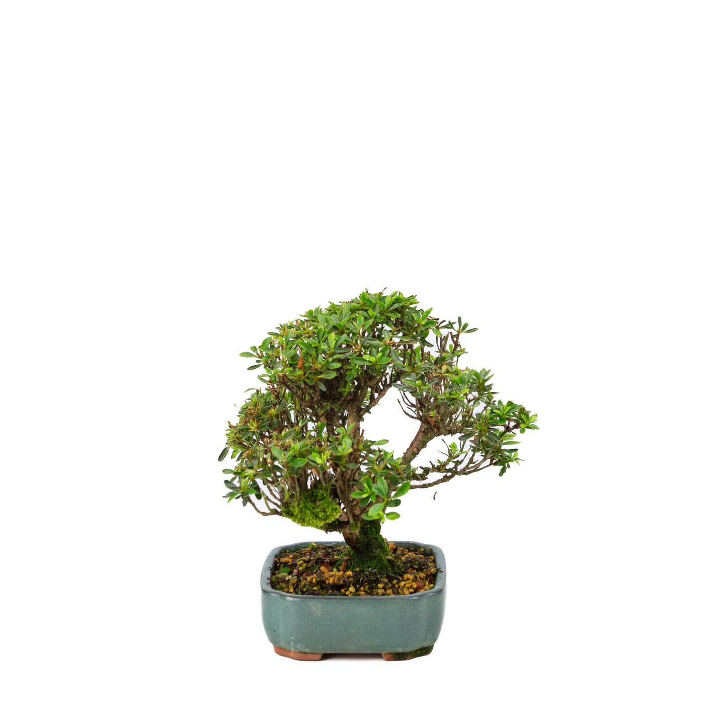 Buiten Bonsai Rhododendron indicum 'Suisei no kagayaki' groene pot 15cm, hoogte ~25cm