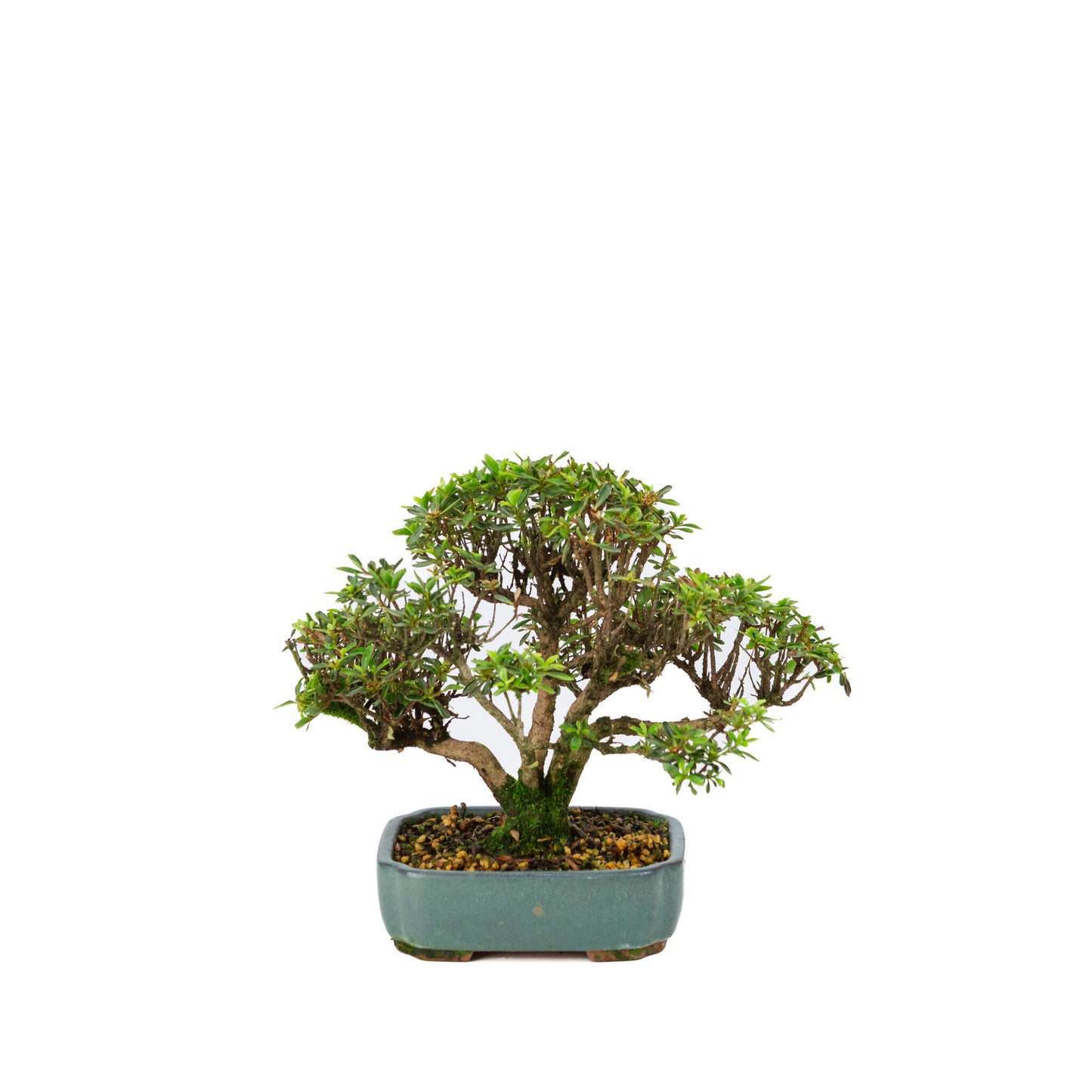Buiten Bonsai Rhododendron indicum 'Suisei no kagayaki' groene pot 15cm, hoogte ~25cm