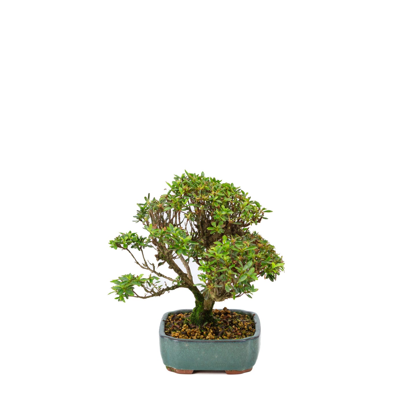 Buiten Bonsai Rhododendron indicum 'Suisei no kagayaki' groene pot 15cm, hoogte ~25cm