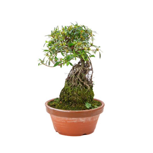 Rhododendron indicum ''Shorin'', bonsaï d'extérieur en pot de terre cuite de 19 cm, hauteur ~35 cm