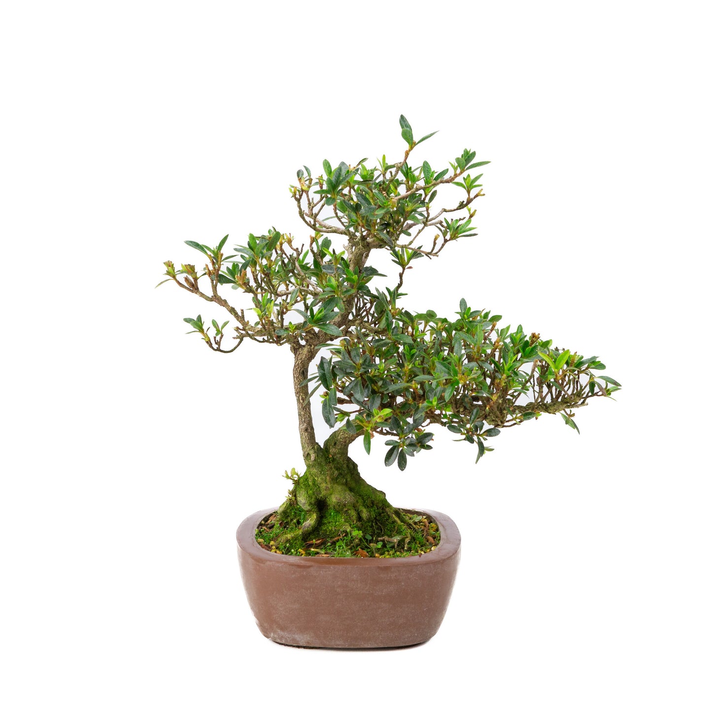 Buiten Bonsai Rhododendron indicum ongeglazuurde vierhoekige pot 16 cm, hoogte ~38cm