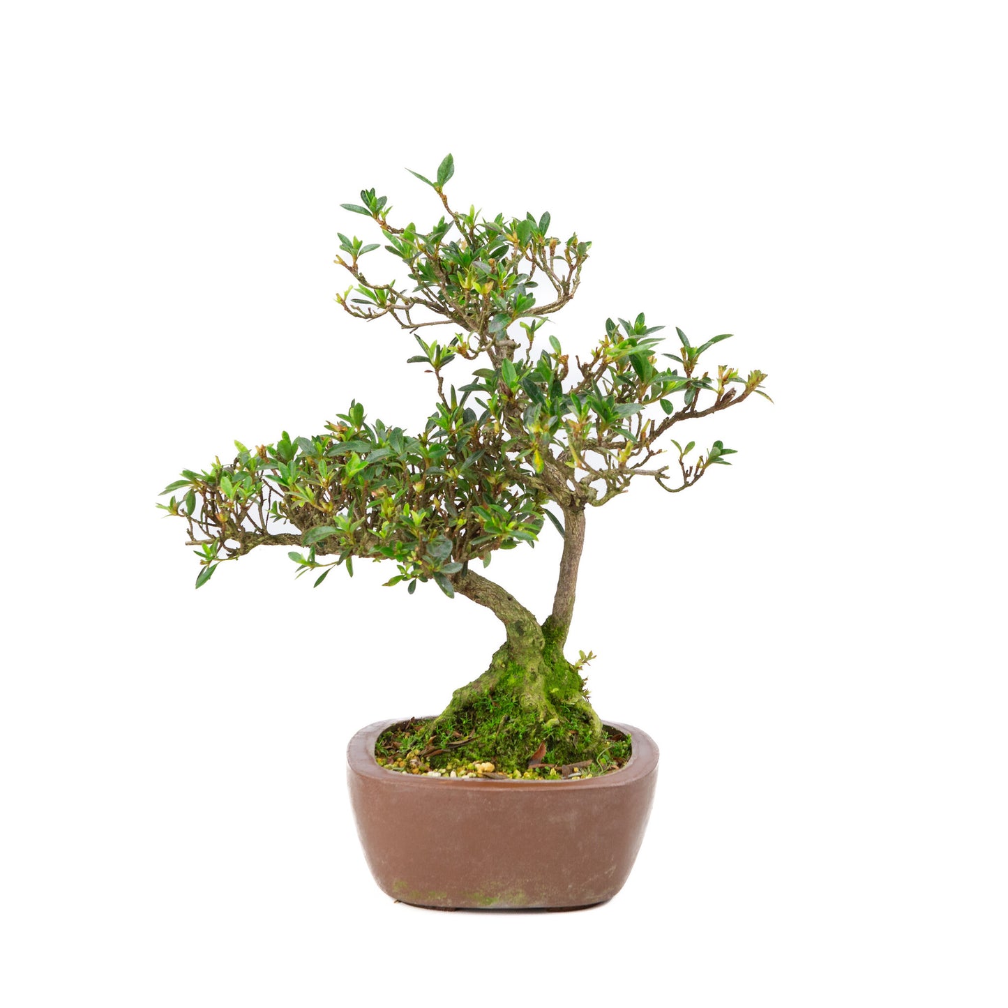 Buiten Bonsai Rhododendron indicum ongeglazuurde vierhoekige pot 16 cm, hoogte ~38cm