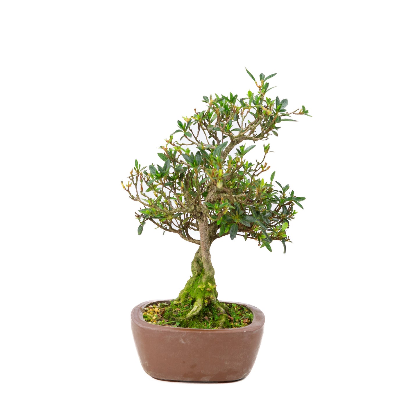 Buiten Bonsai Rhododendron indicum ongeglazuurde vierhoekige pot 16 cm, hoogte ~38cm