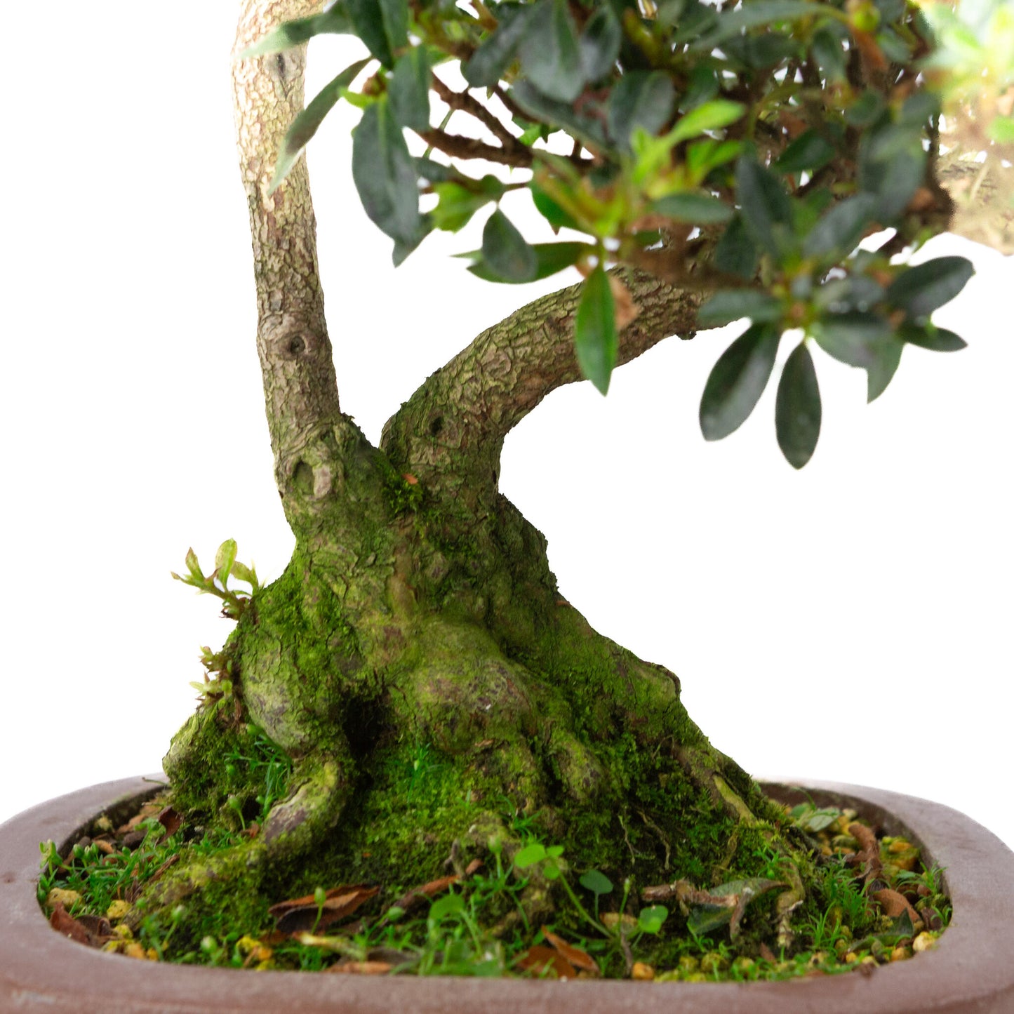 Buiten Bonsai Rhododendron indicum ongeglazuurde vierhoekige pot 16 cm, hoogte ~38cm