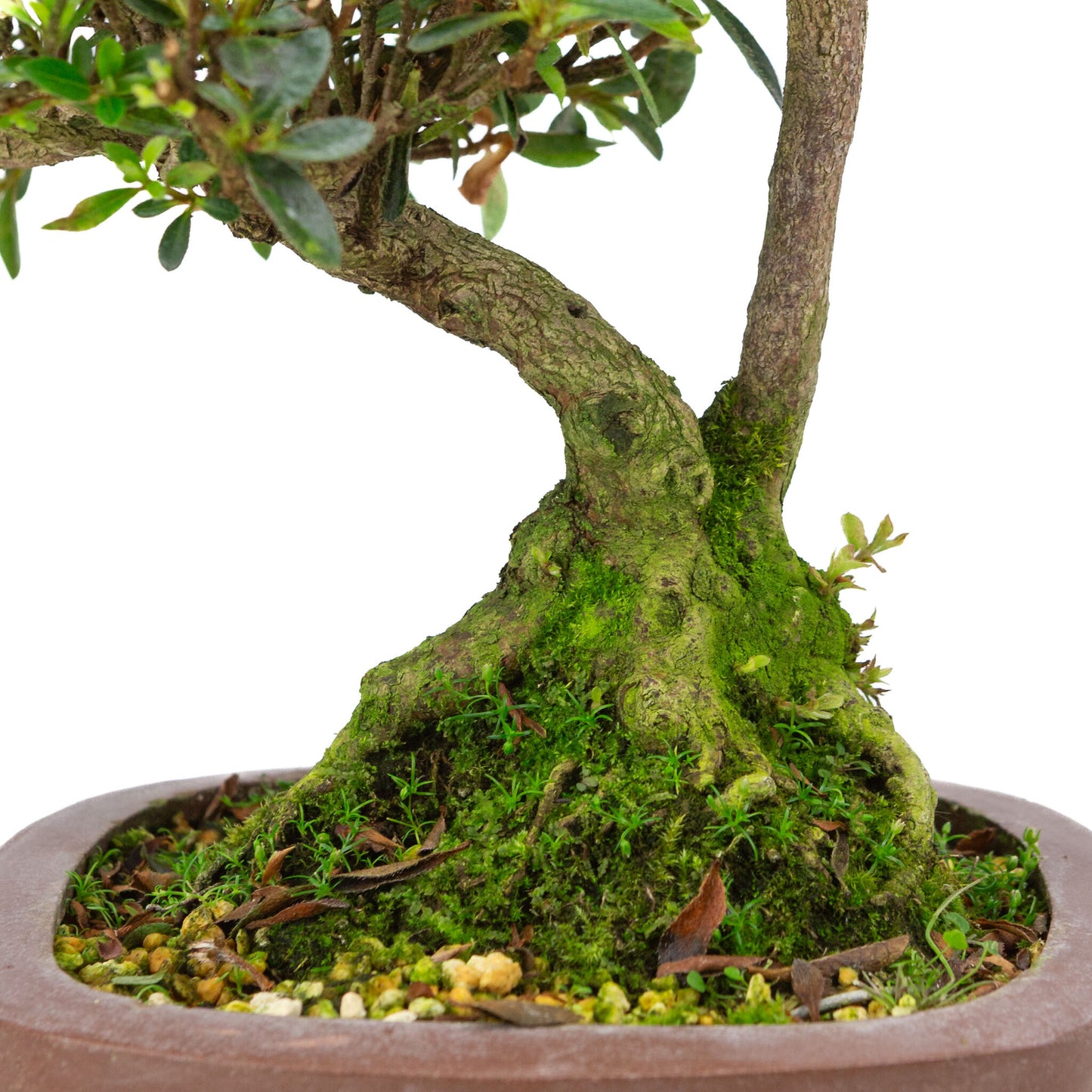 Buiten Bonsai Rhododendron indicum ongeglazuurde vierhoekige pot 16 cm, hoogte ~38cm