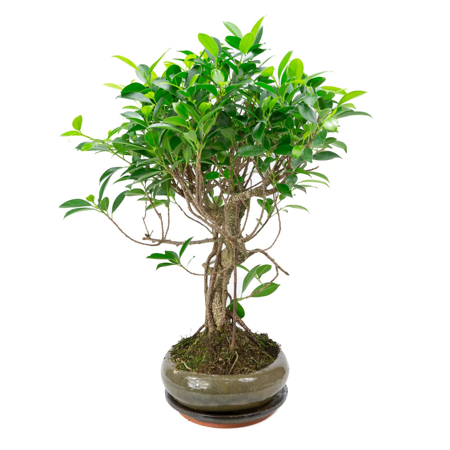 Bonsaï d'intérieur Ficus retusa, pot ovale vert de 29 cm, hauteur ~ 47 cm