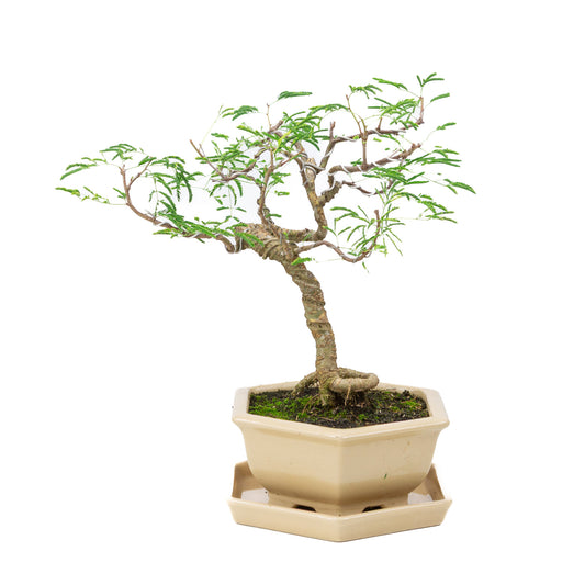 Bonsaï d'intérieur Vachellia crème pot hexagonal 19cm, hauteur ~23cm