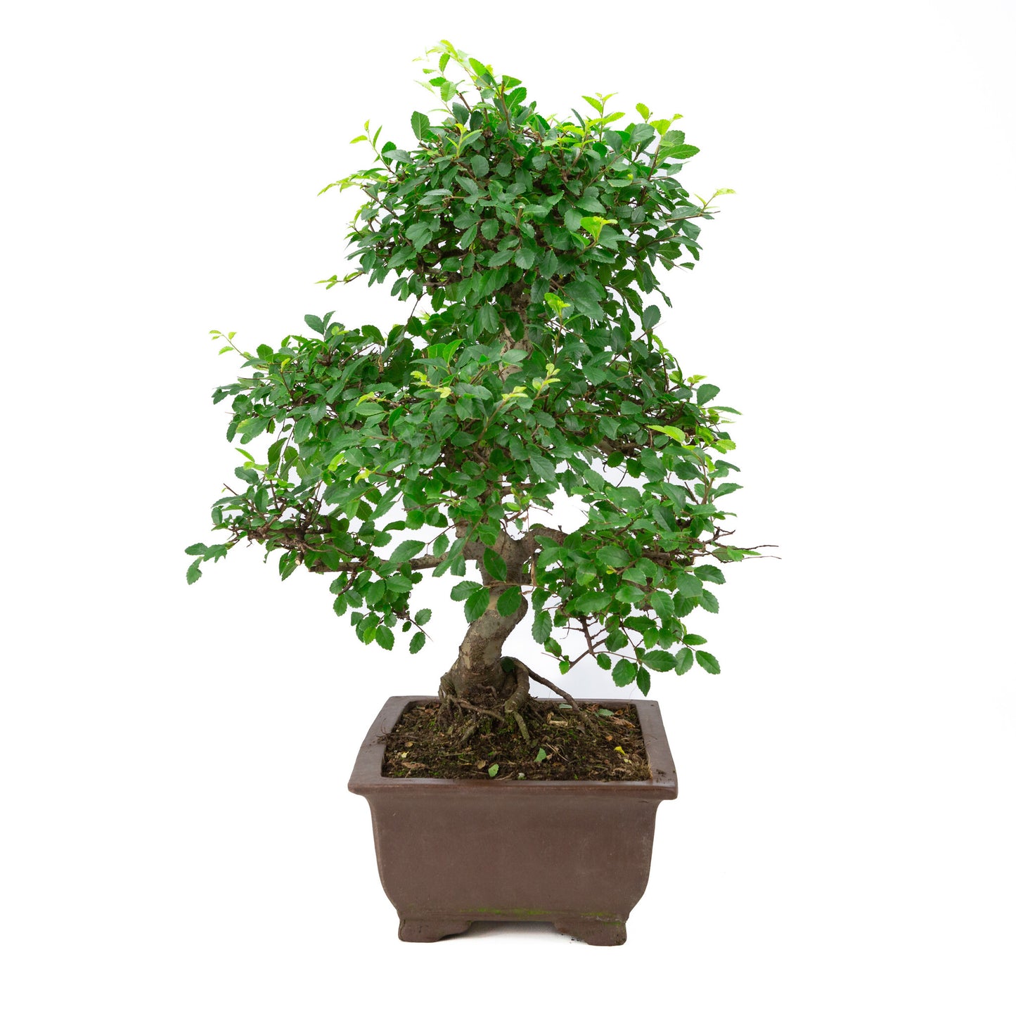 Binnen Bonsai Zelkova ongeglazuurde rechthoekige pot met tekening 32cm, hoogte ~65cm