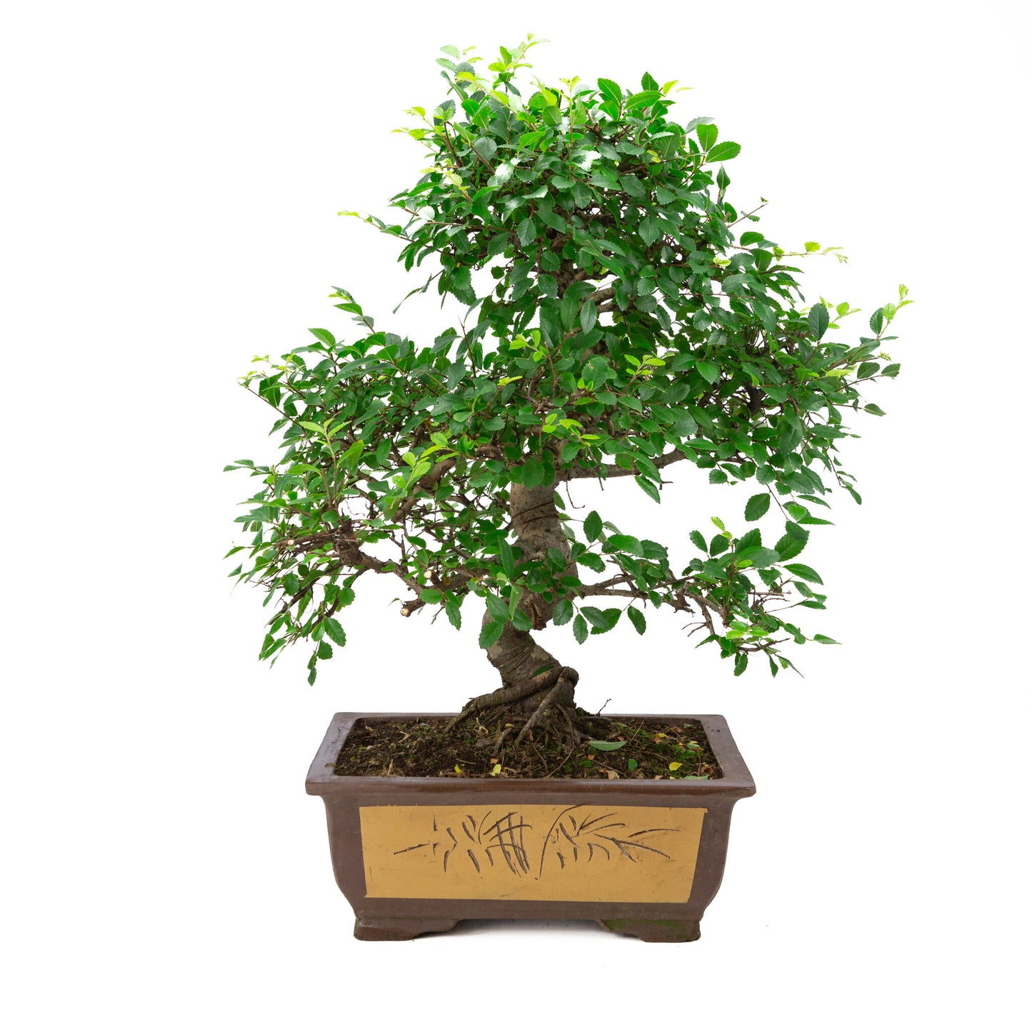 Binnen Bonsai Zelkova ongeglazuurde rechthoekige pot met tekening 32cm, hoogte ~65cm
