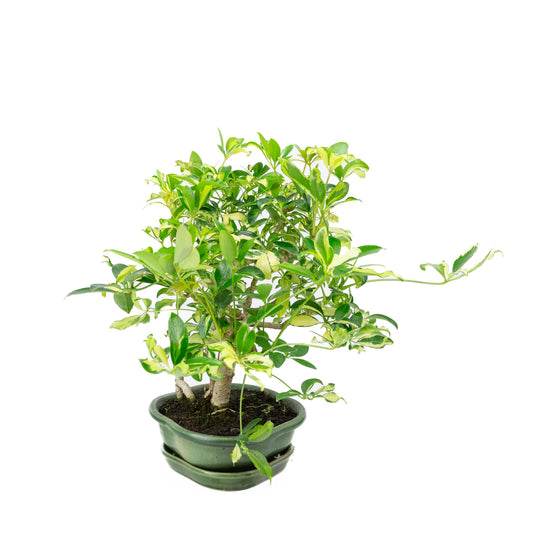 Bonsaï d'intérieur Schefflera variegata vert, pot Mokko 23 cm, hauteur ~34 cm