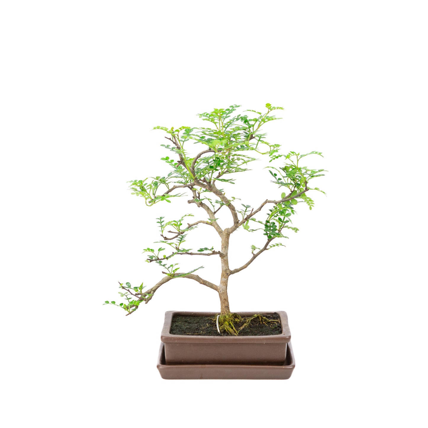 Binnen Bonsai Zanthoxylum piperitum bruine rechthoekige pot 15cm, hoogte ~32cm