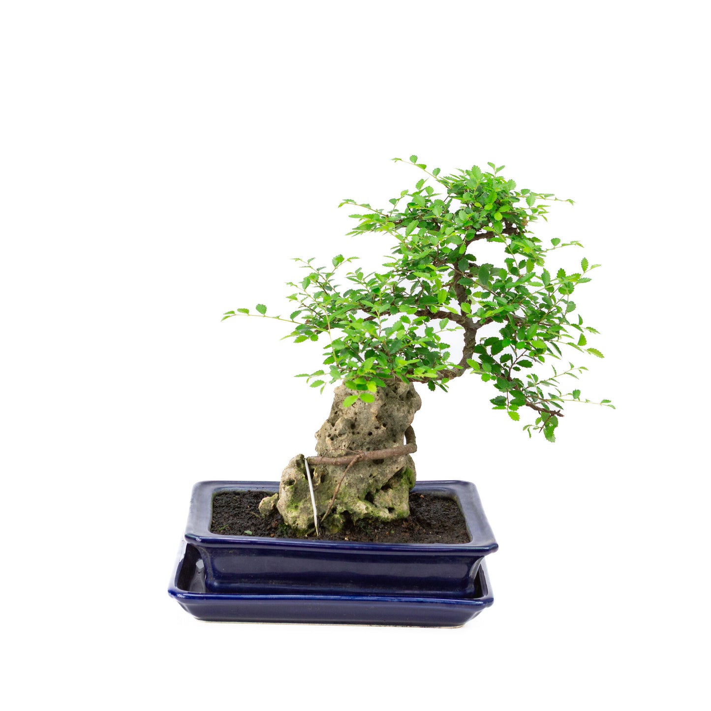 Binnen Bonsai Zelkova met steen blauwe rechthoekige pot 21cm, hoogte ~28cm
