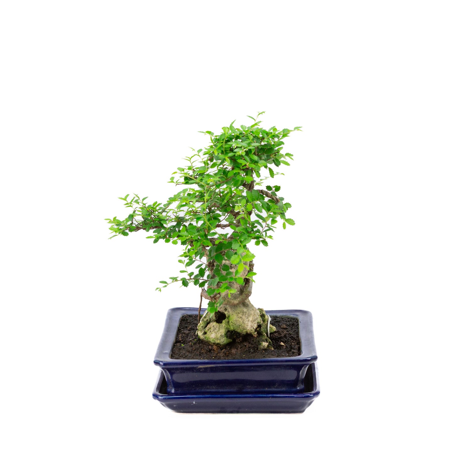 Binnen Bonsai Zelkova met steen blauwe rechthoekige pot 21cm, hoogte ~28cm