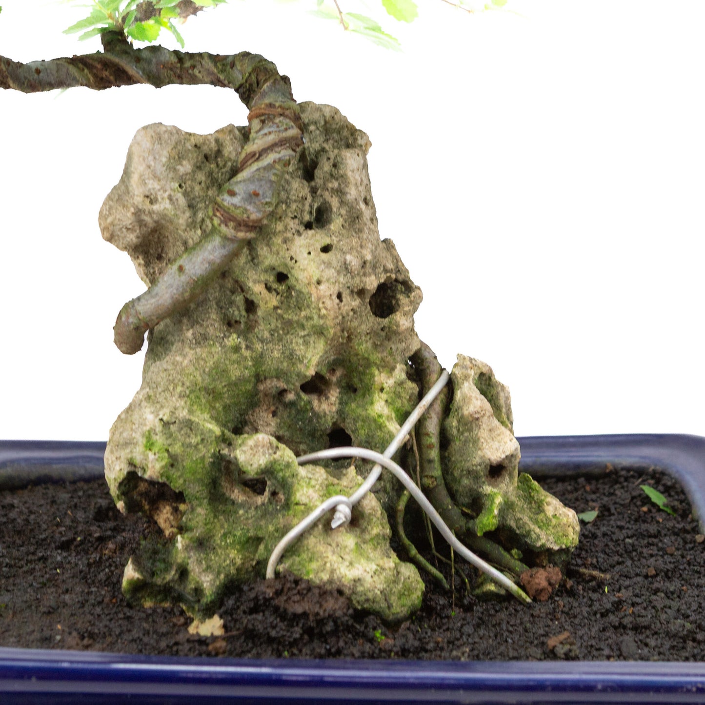 Binnen Bonsai Zelkova met steen blauwe rechthoekige pot 21cm, hoogte ~28cm
