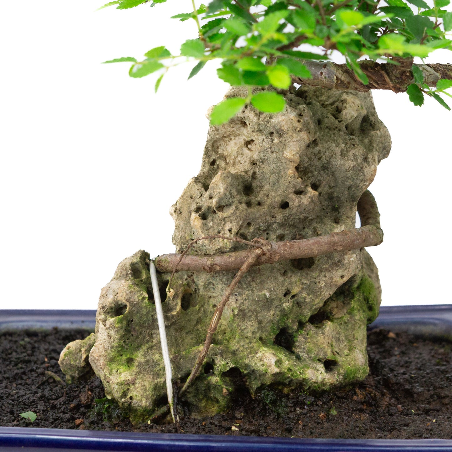 Binnen Bonsai Zelkova met steen blauwe rechthoekige pot 21cm, hoogte ~28cm