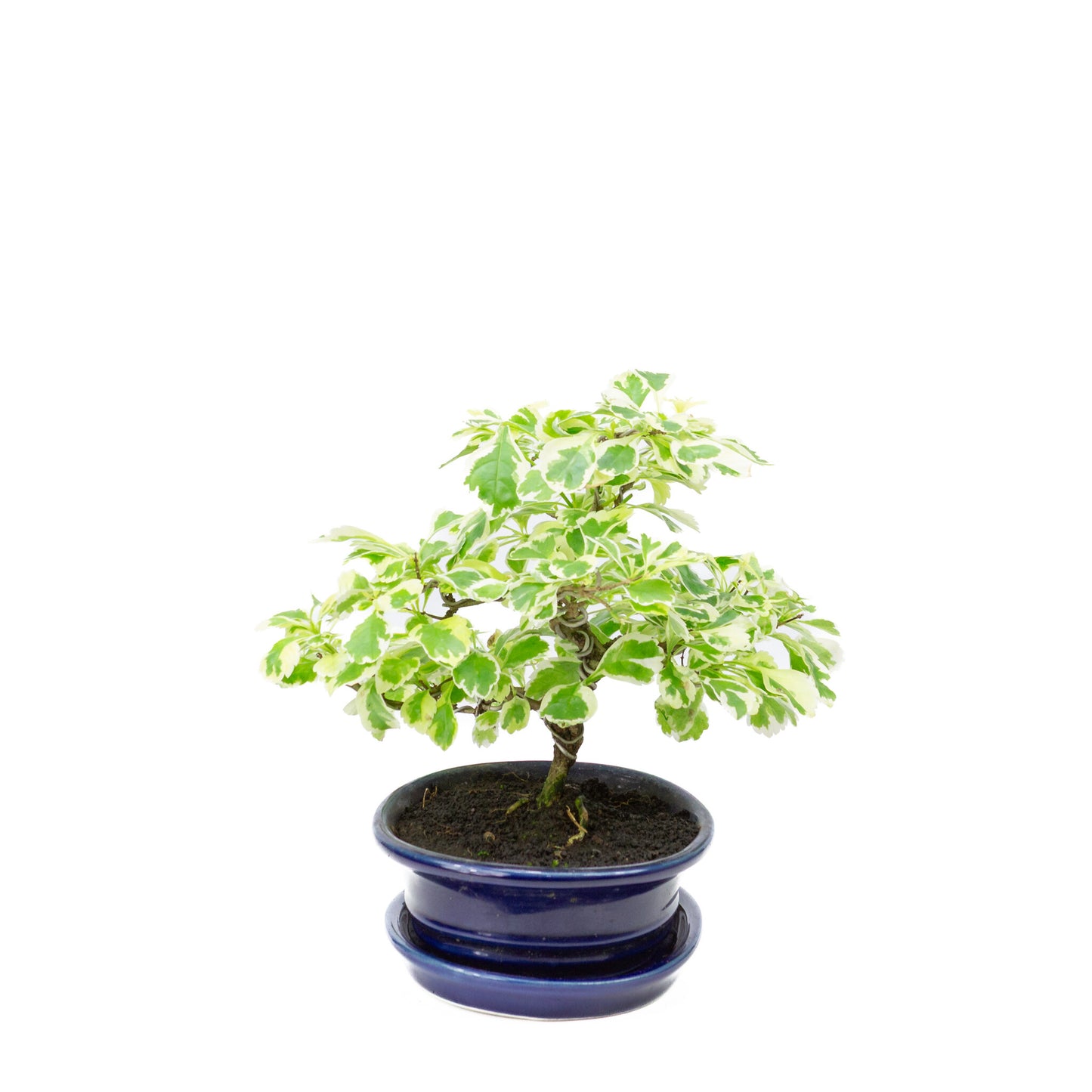 Binnen Bonsai Durantha repens variegata blauwe ovale pot 13cm, hoogte ~23cm