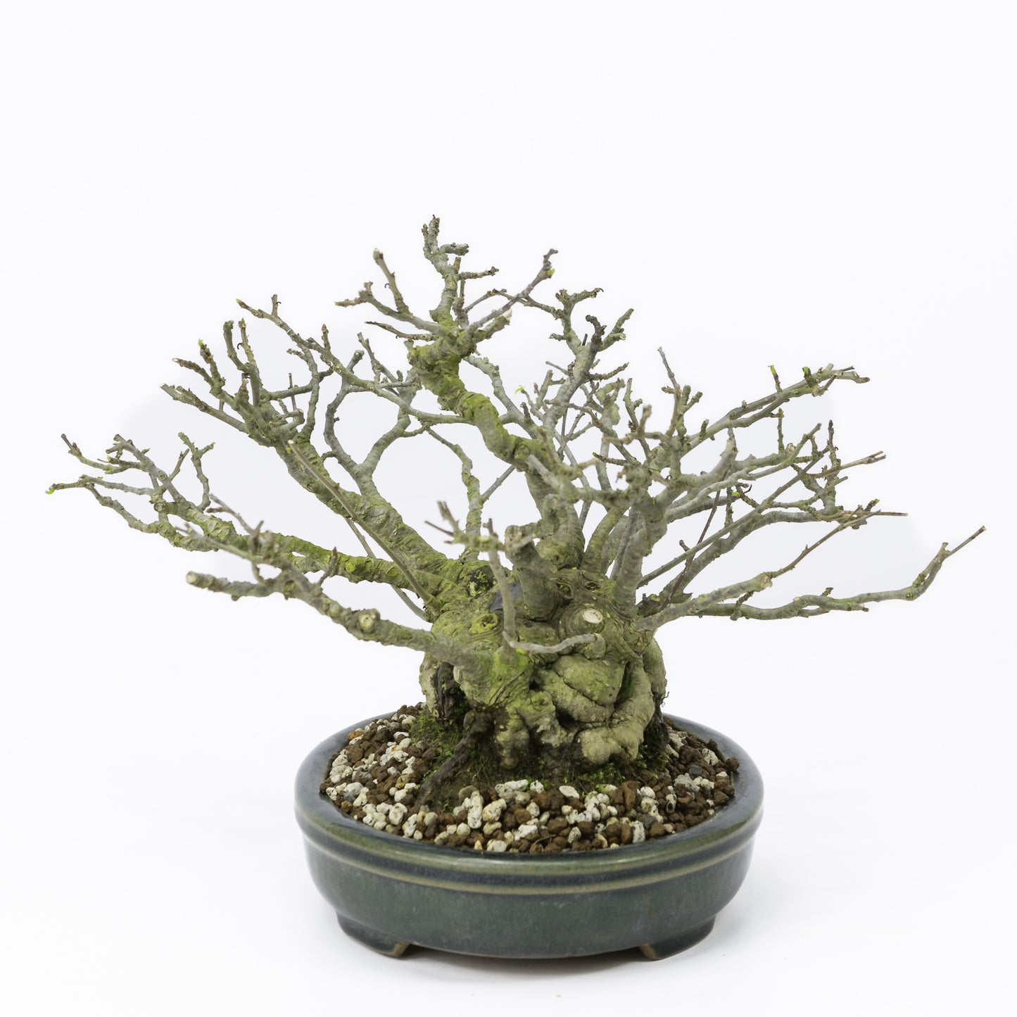 Buiten Shohin Bonsai Ilex serrata ' Umemodoki' groene ovale pot 18cm, hoogte ~21cm