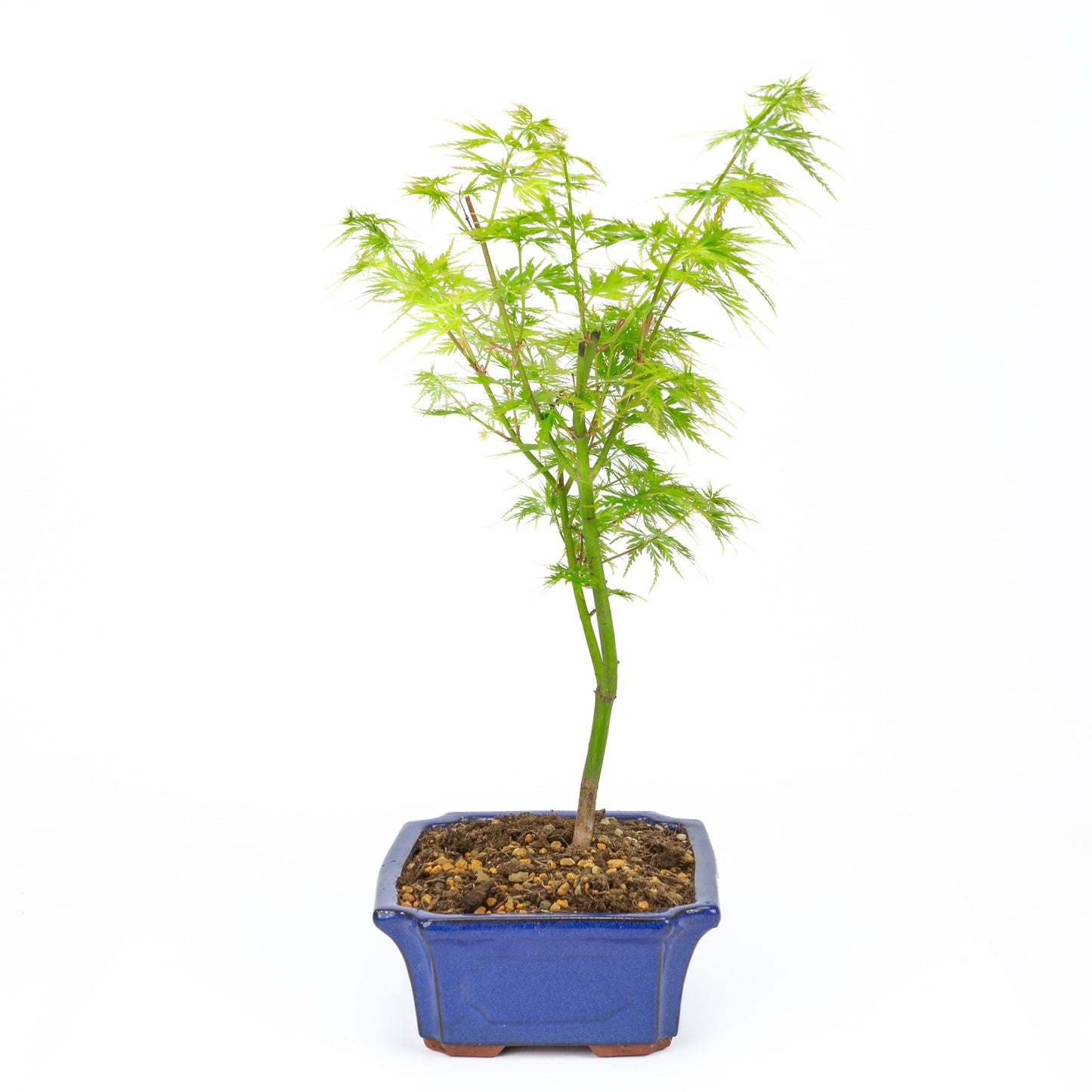 Buiten Bonsai Acer palmatum Seiryu blauwe mokko 23cm, hoogte ~40cm