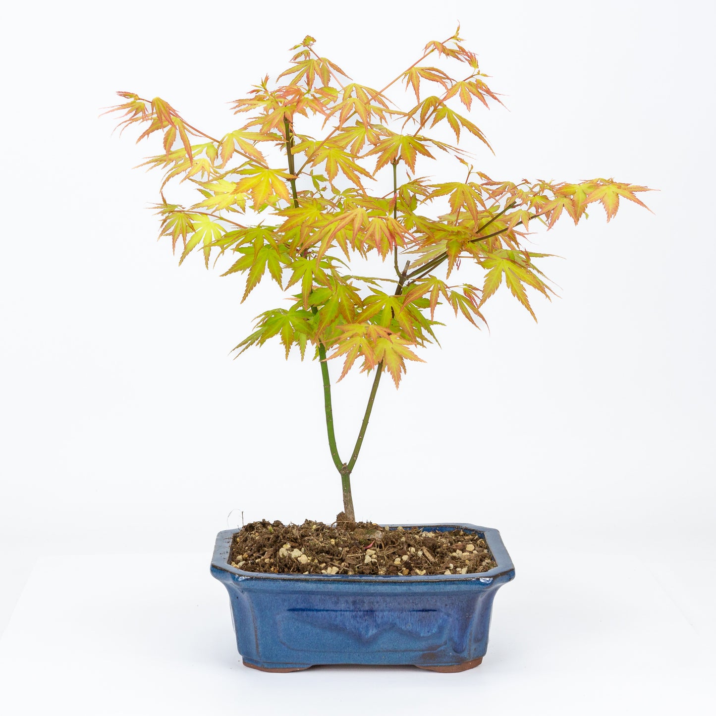Buiten Bonsai Acer palmatum Orange Dream blauwe Mokko pot 20cm, hoogte ~40cm