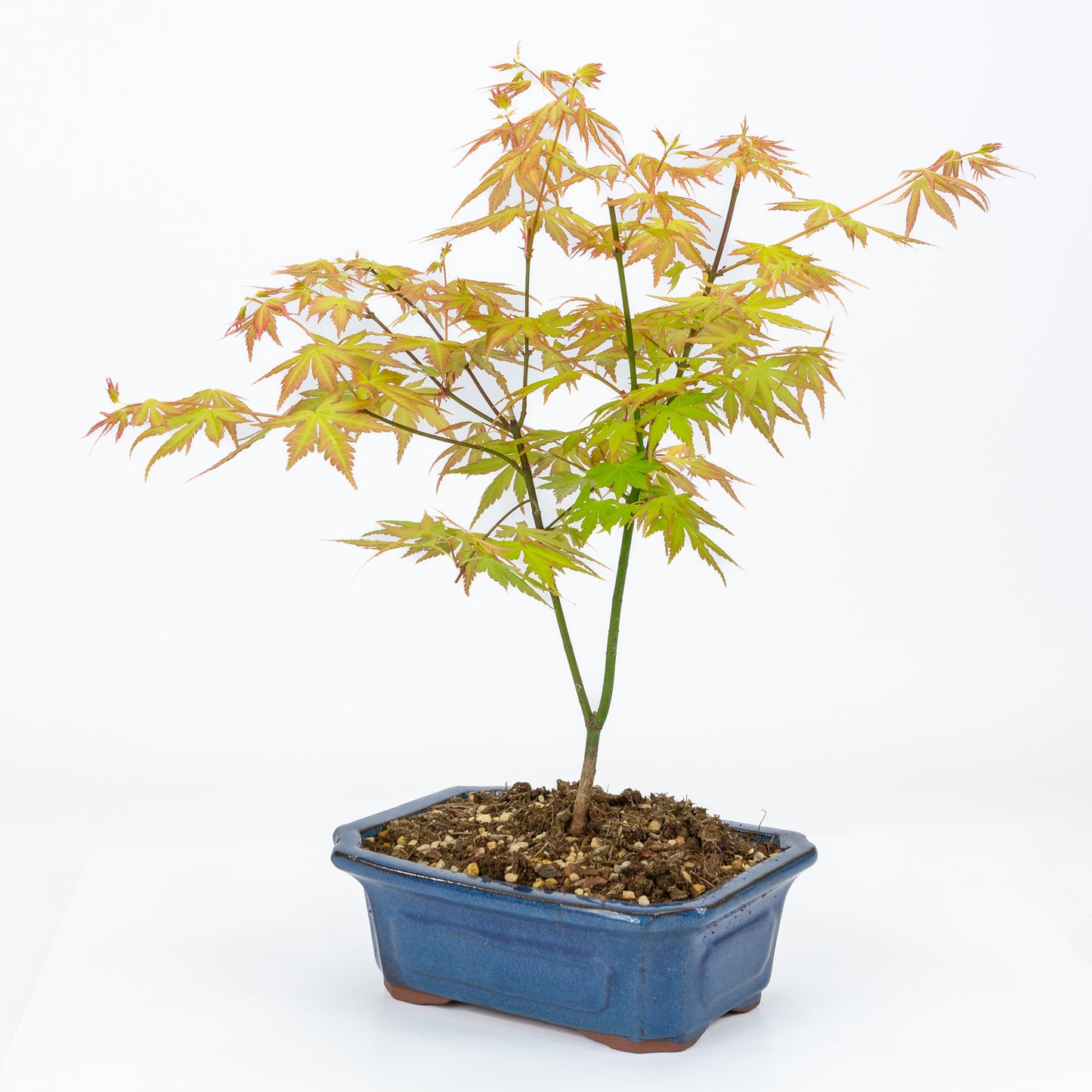 Buiten Bonsai Acer palmatum Orange Dream blauwe Mokko pot 20cm, hoogte ~40cm