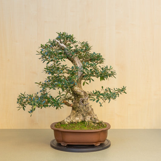 Bonsaï d'extérieur Olea europaea, pot Mokko non émaillé, 39 cm, hauteur ~ 70 cm