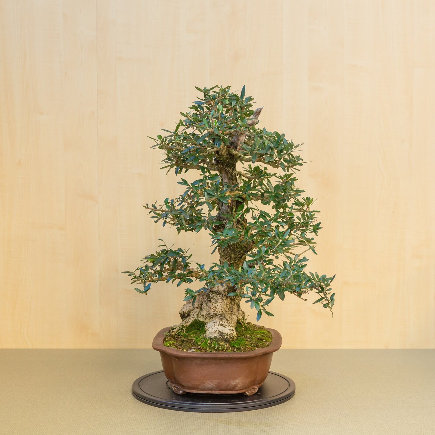Buiten Bonsai Olea europaea ongeglazuurde Mokko pot 39 cm, hoogte ~ 70cm