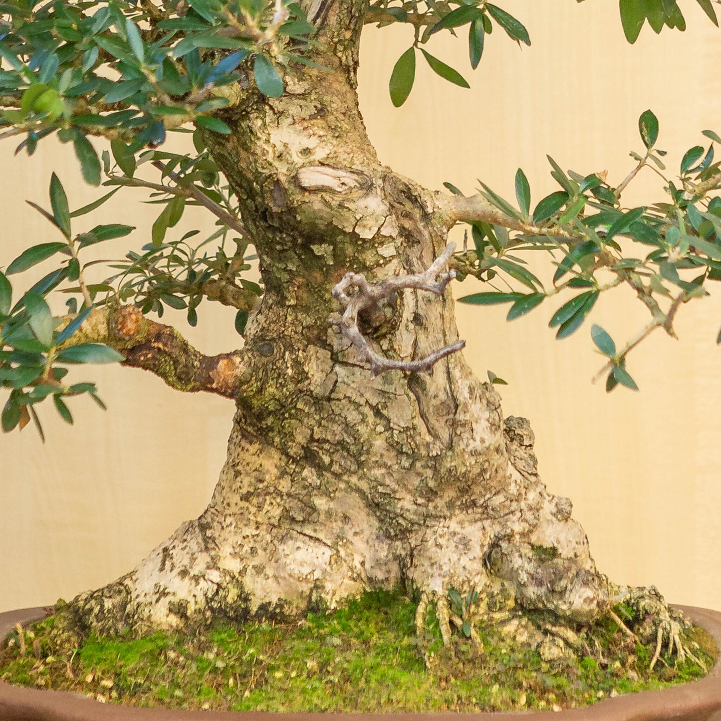 Bonsaï d'extérieur Olea europaea, pot Mokko non émaillé, 39 cm, hauteur ~ 70 cm