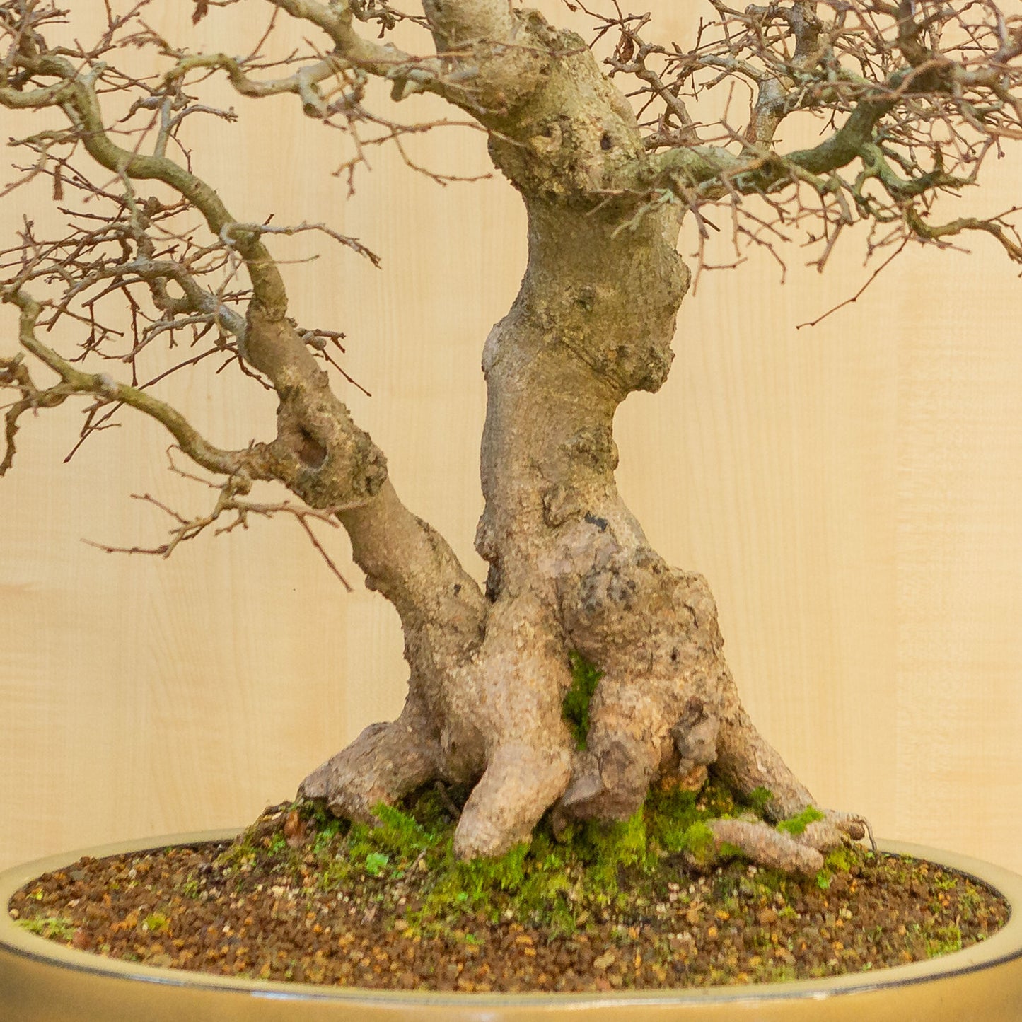 Buiten Bonsai Carpinus coreana beige bruin ovale pot 47cm, hoogte ~ 79cm