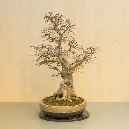 Bonsaï d'extérieur Carpinus coreana, pot ovale beige-brun, 47 cm, hauteur ~ 79 cm