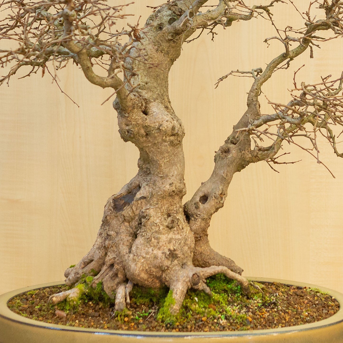 Buiten Bonsai Carpinus coreana beige bruin ovale pot 47cm, hoogte ~ 79cm