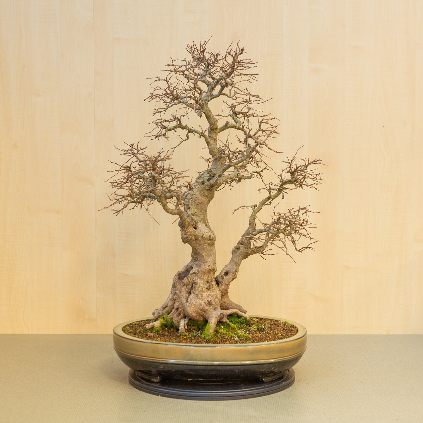 Buiten Bonsai Carpinus coreana beige bruin ovale pot 47cm, hoogte ~ 79cm