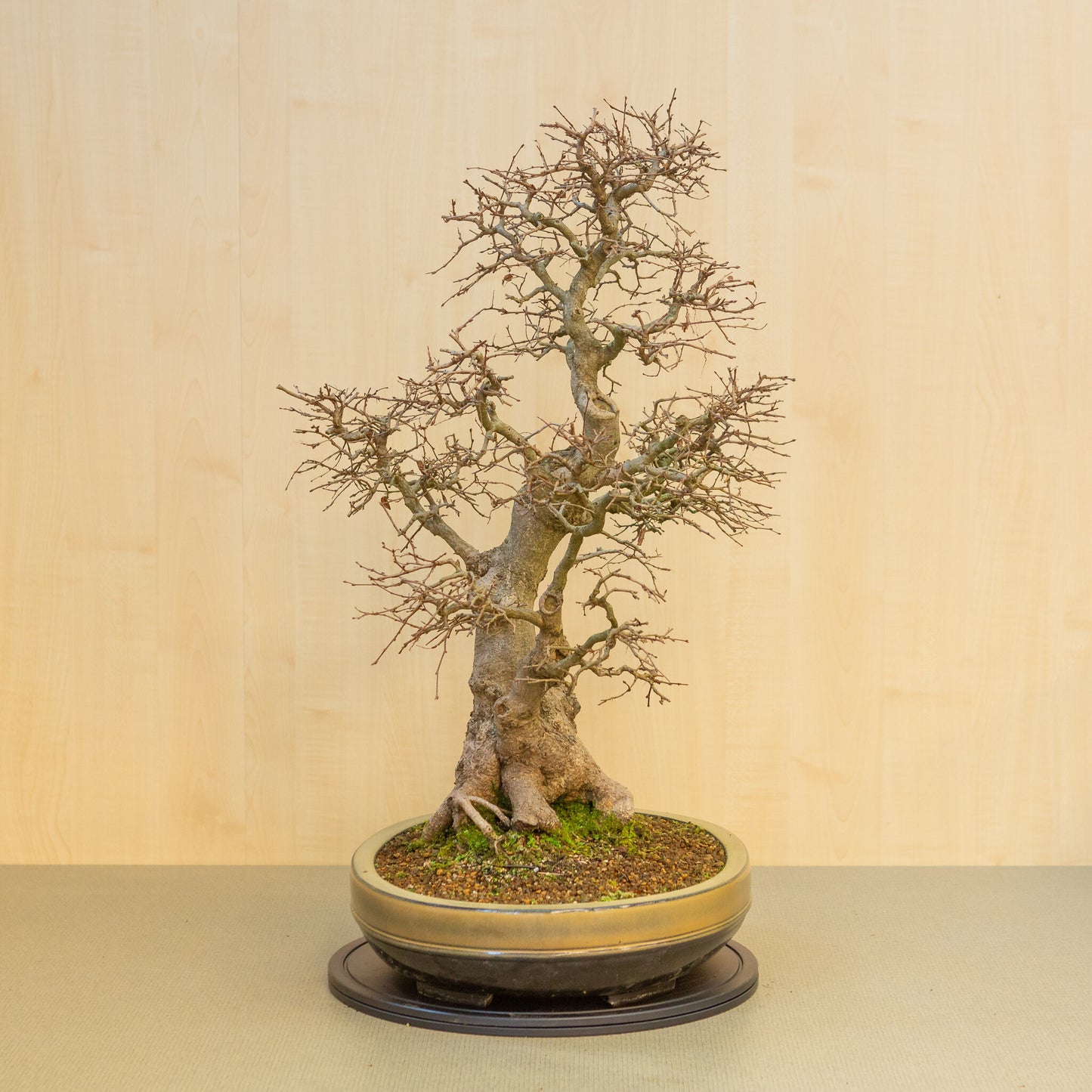 Buiten Bonsai Carpinus coreana beige bruin ovale pot 47cm, hoogte ~ 79cm