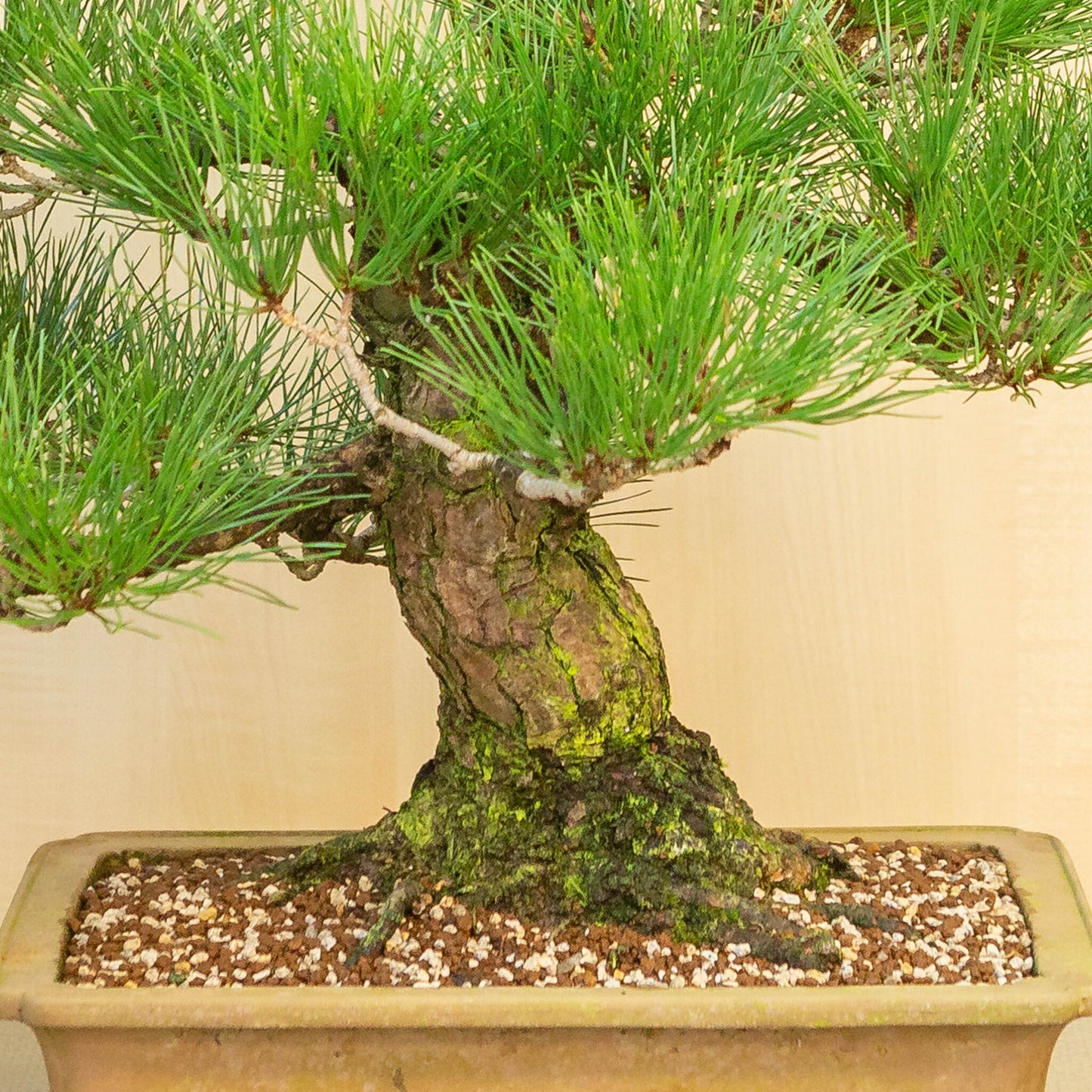 Buiten Bonsai Pinus thunbergii ongeglazuurde rechthoekige pot 41 cm, hoogte ~70cm
