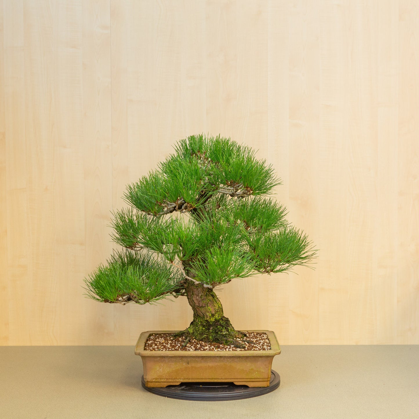Buiten Bonsai Pinus thunbergii ongeglazuurde rechthoekige pot 41 cm, hoogte ~70cm