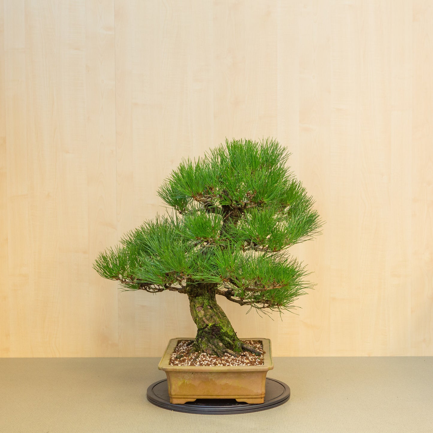 Buiten Bonsai Pinus thunbergii ongeglazuurde rechthoekige pot 41 cm, hoogte ~70cm