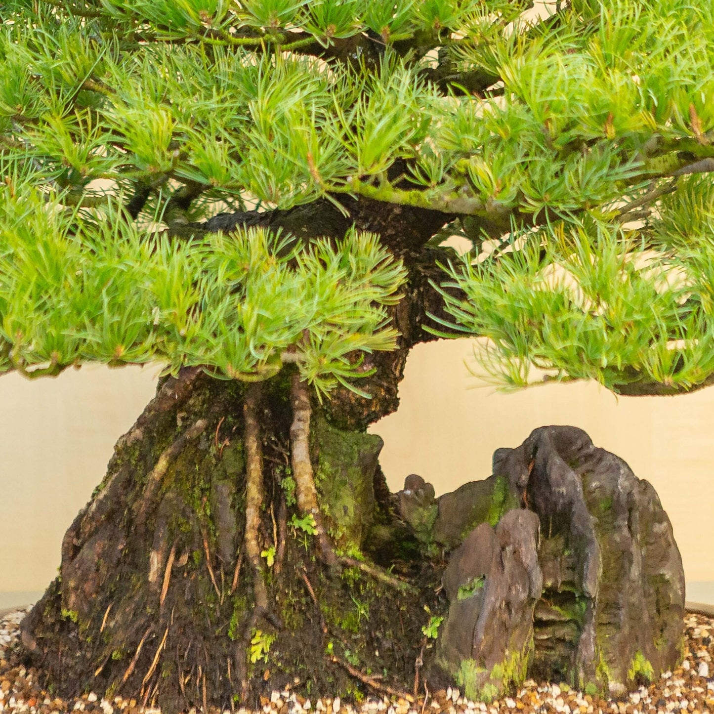 Pinus thunbergii avec pot ovale en pierre non émaillée 50 cm, hauteur ~58 cm