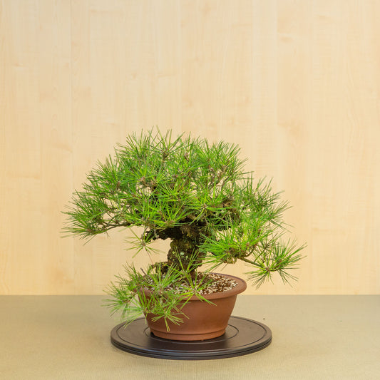 Bonsaï d'extérieur Pinus thunbergii corticosa, pot rond non émaillé de 29 cm, hauteur ~50 cm