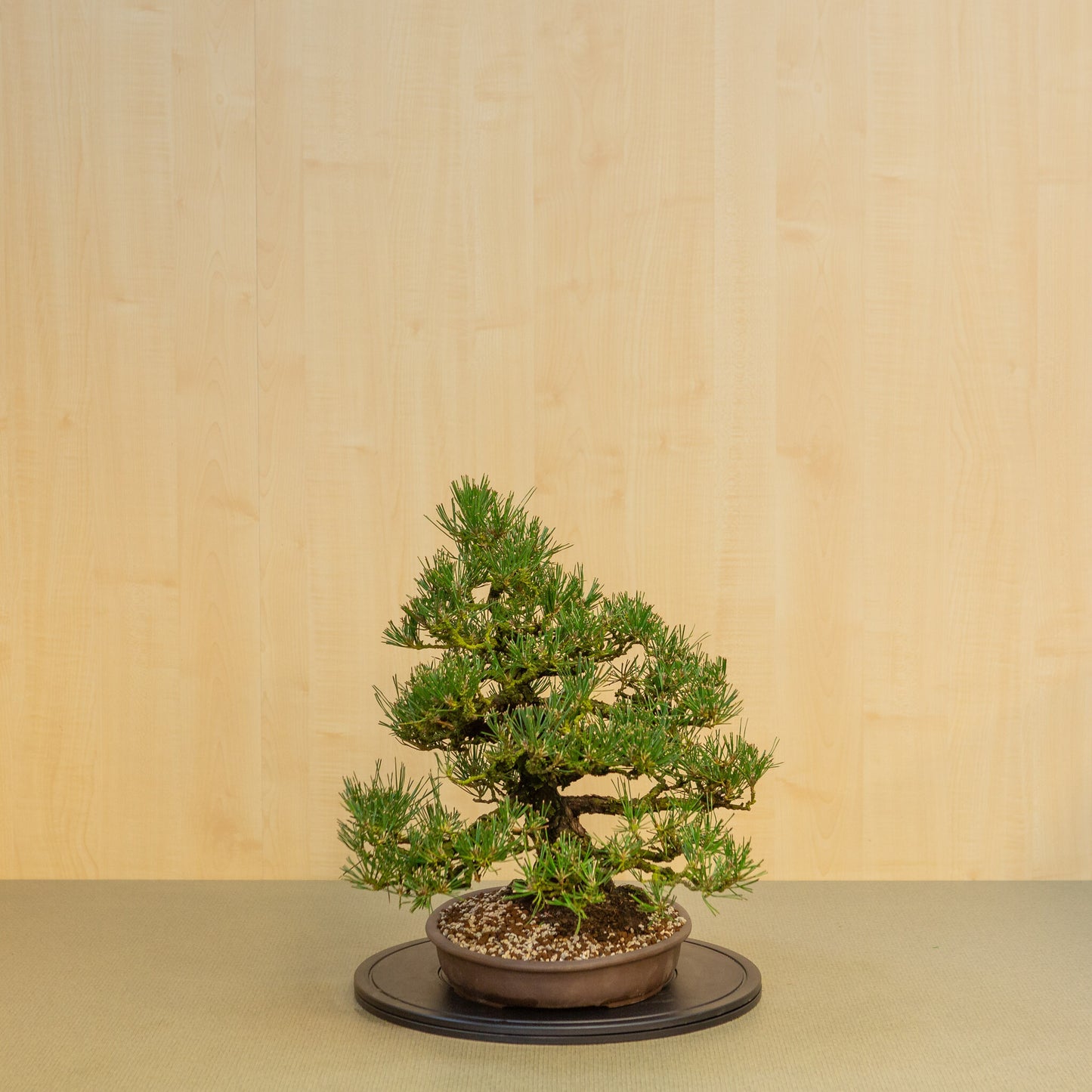 Buiten Bonsai Pinus thunbergii ongeglazuurde ovale pot 35 cm, hoogte ~49cm
